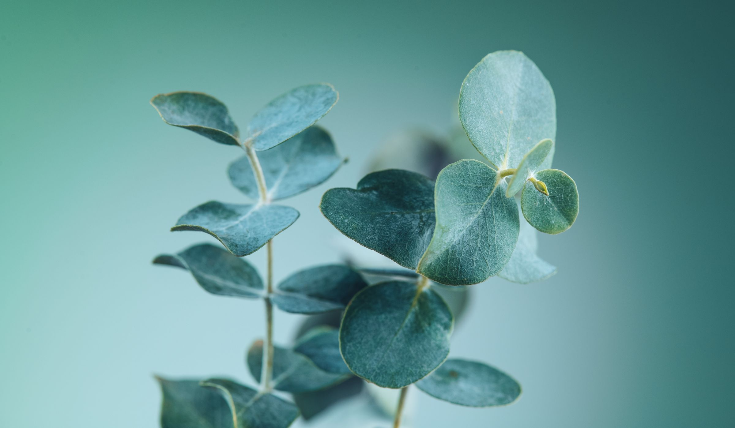 Infused with eucalyptus oil, leaving clothes soft and fresh.